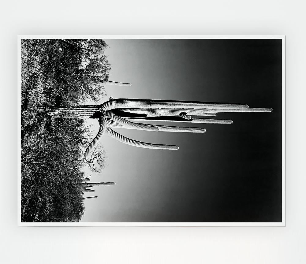 Ansel Adams Cactus poster featuring saguaro cacti in Arizona's Saguaro National Monument, printed on high-quality canvas.