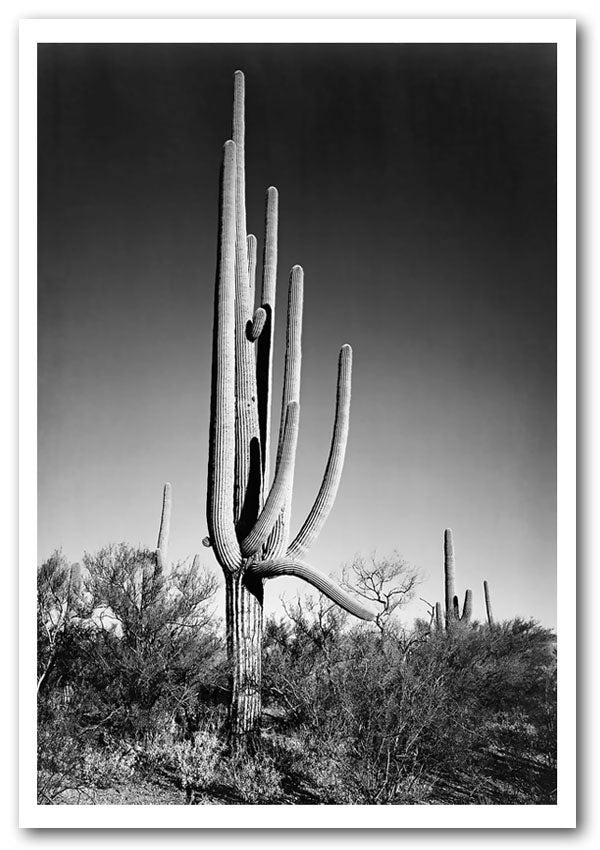 Ansel Adams Cactus poster featuring saguaro cacti in Arizona's Saguaro National Monument, printed on high-quality canvas.