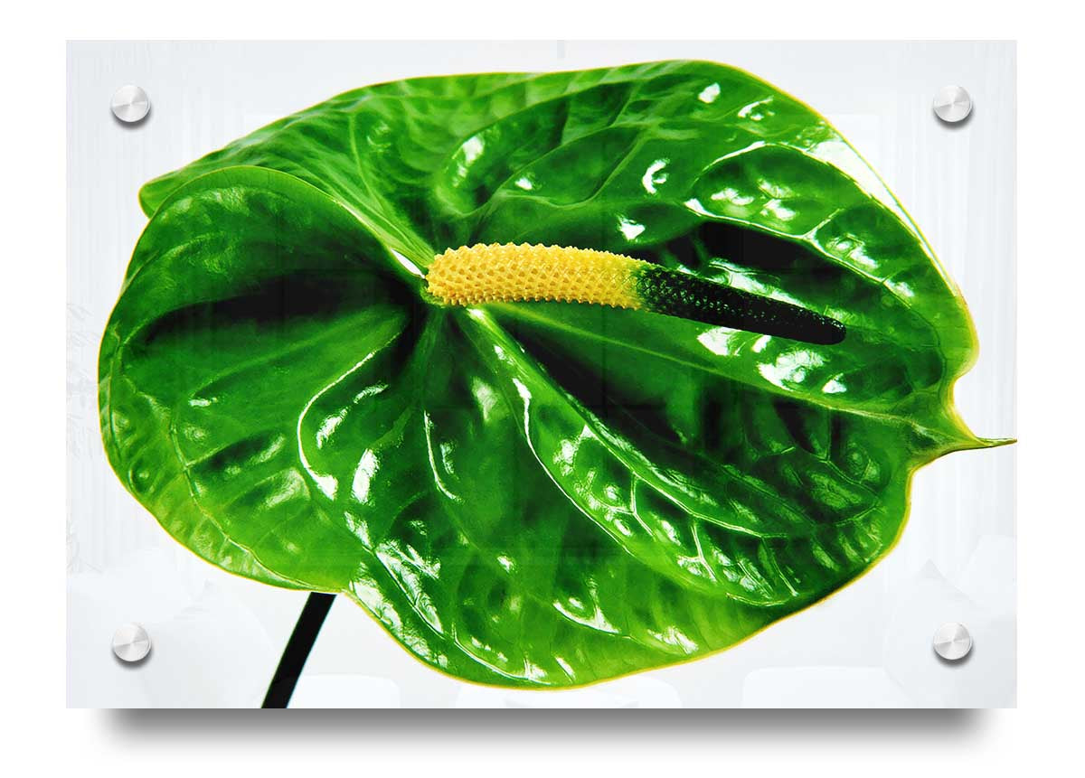 Vibrant Anthurium Flower acrylic print on 5mm thick glass, showcasing bright colors and elegant design.