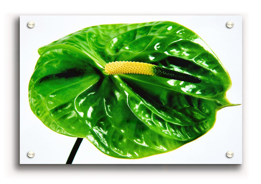 Vibrant Anthurium Flower acrylic print on 5mm thick glass, showcasing bright colors and elegant design.