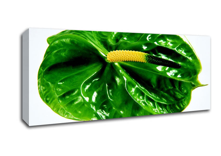 Vibrant Anthurium Flower canvas art mounted on a box frame, ready to hang.