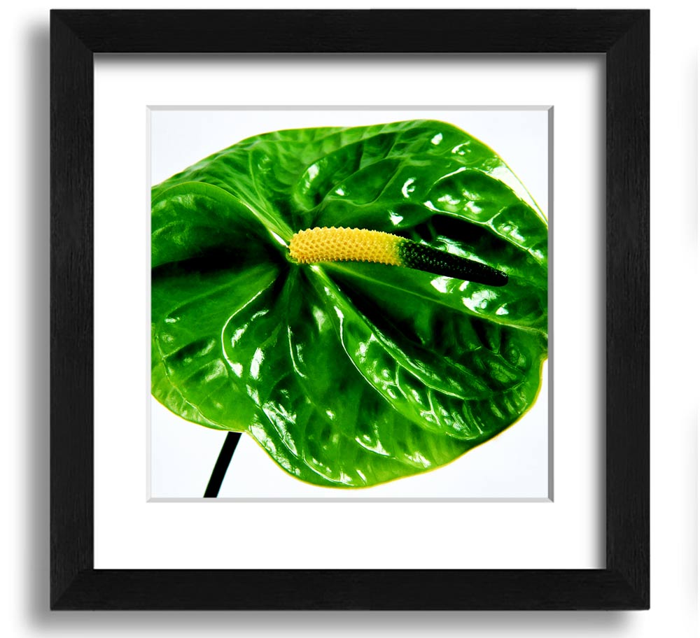 A vibrant Anthurium flower print in a square frame, showcasing its unique shape and colors, ready to hang.