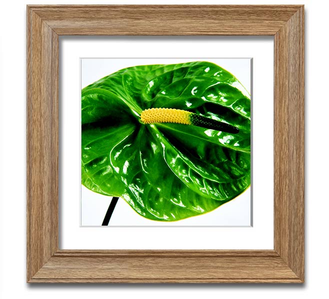 A vibrant Anthurium flower print in a square frame, showcasing its unique shape and colors, ready to hang.