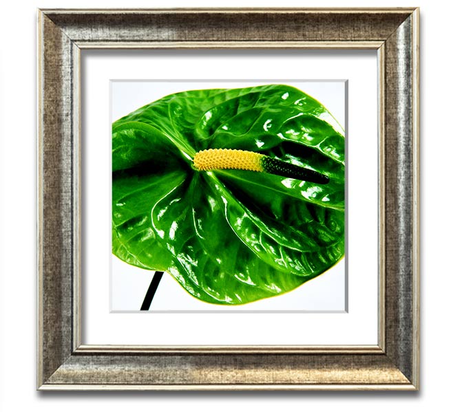 A vibrant Anthurium flower print in a square frame, showcasing its unique shape and colors, ready to hang.