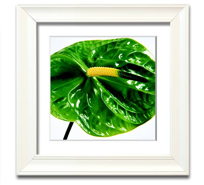 A vibrant Anthurium flower print in a square frame, showcasing its unique shape and colors, ready to hang.