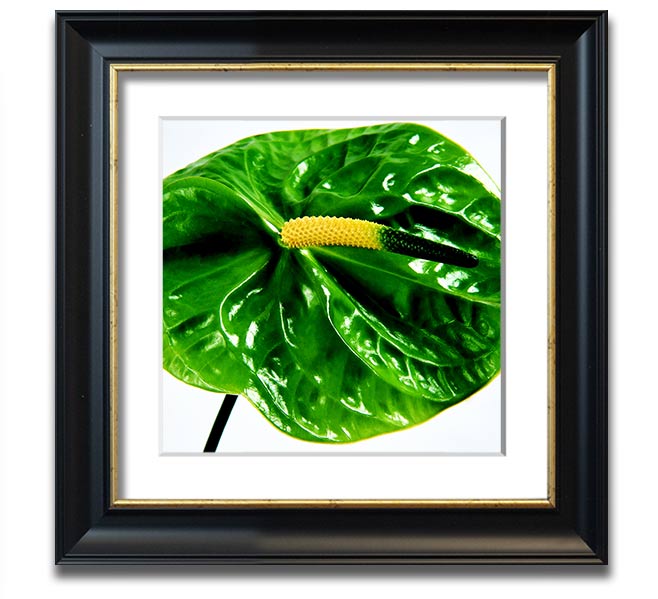 A vibrant Anthurium flower print in a square frame, showcasing its unique shape and colors, ready to hang.