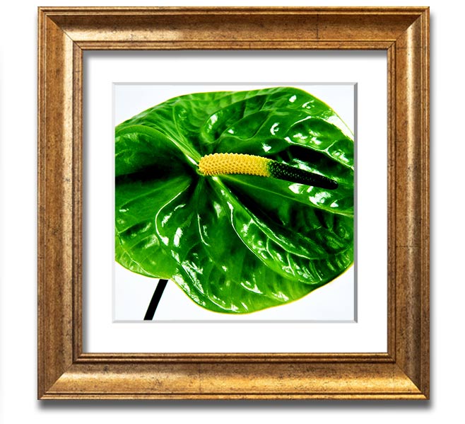 A vibrant Anthurium flower print in a square frame, showcasing its unique shape and colors, ready to hang.