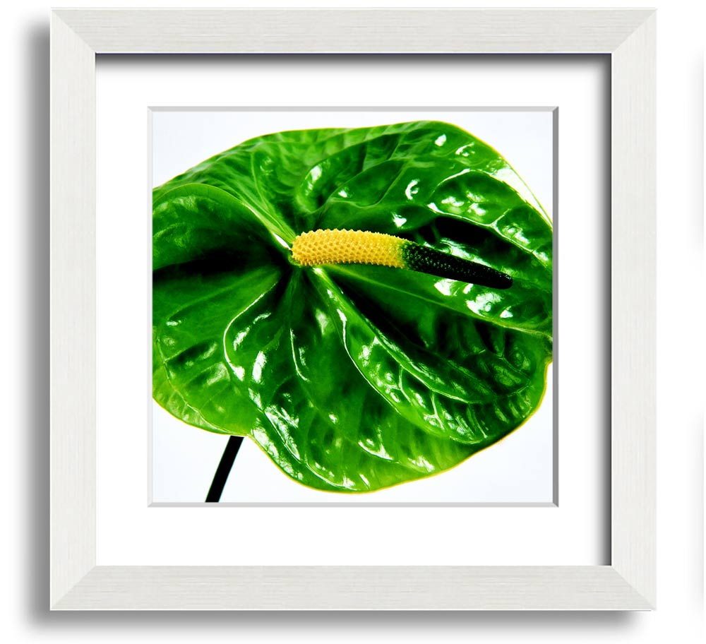 A vibrant Anthurium flower print in a square frame, showcasing its unique shape and colors, ready to hang.