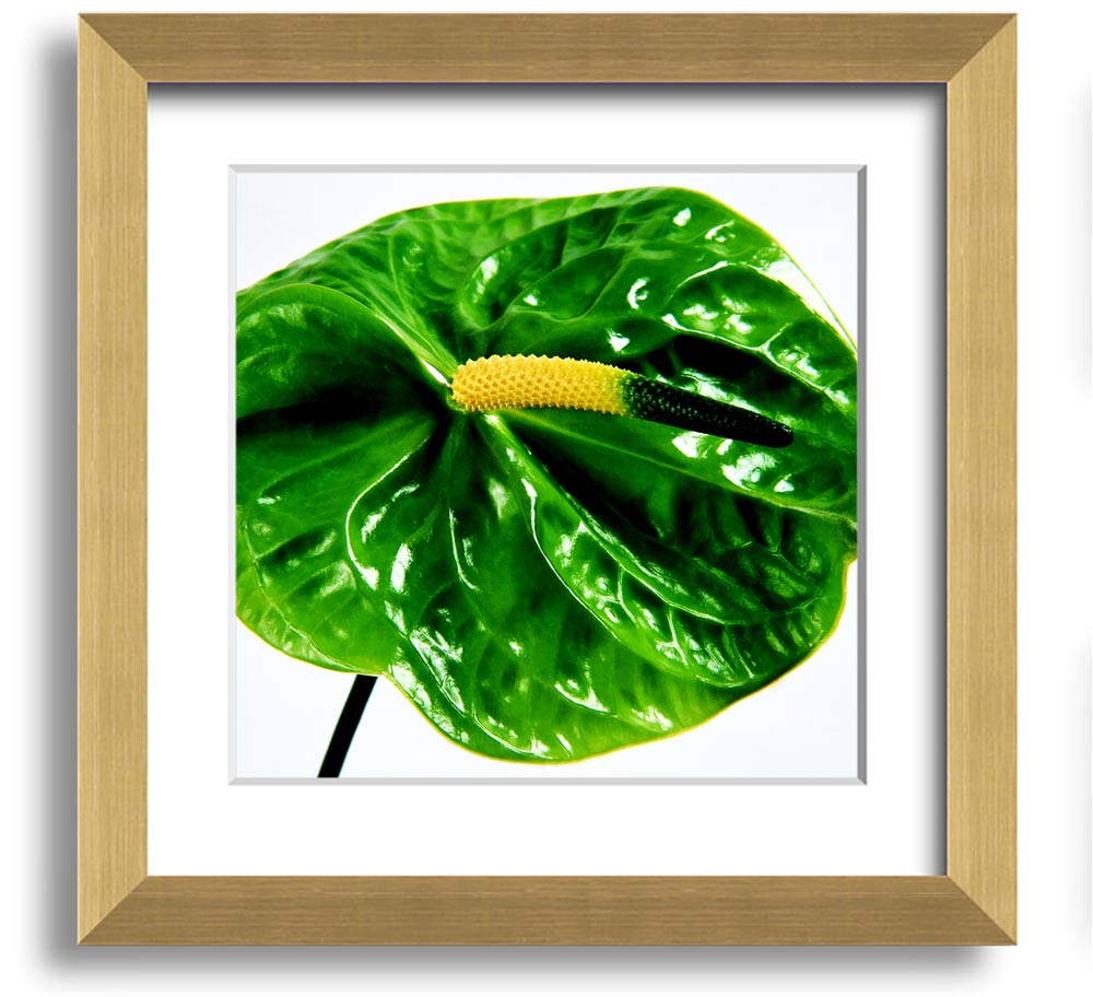 A vibrant Anthurium flower print in a square frame, showcasing its unique shape and colors, ready to hang.