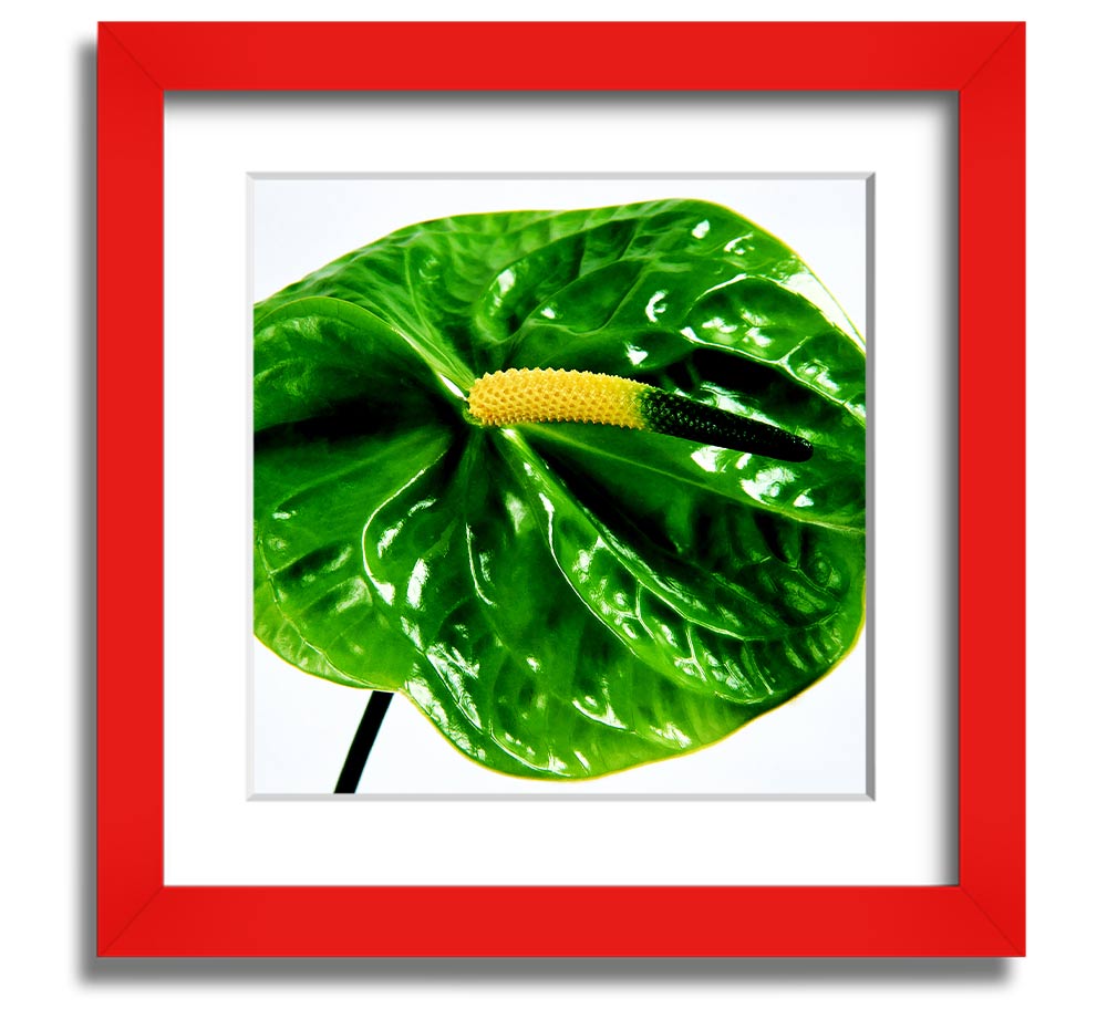 A vibrant Anthurium flower print in a square frame, showcasing its unique shape and colors, ready to hang.