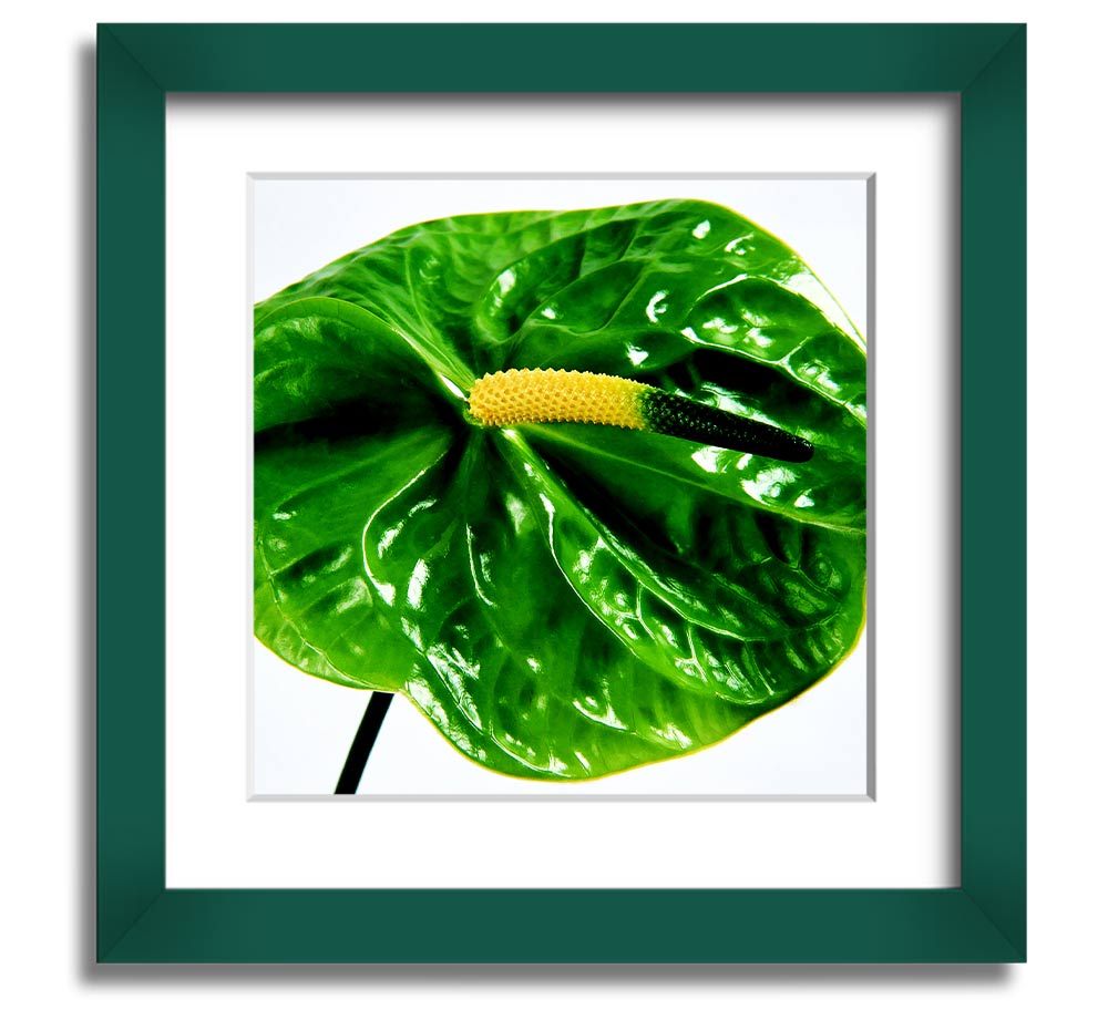 A vibrant Anthurium flower print in a square frame, showcasing its unique shape and colors, ready to hang.