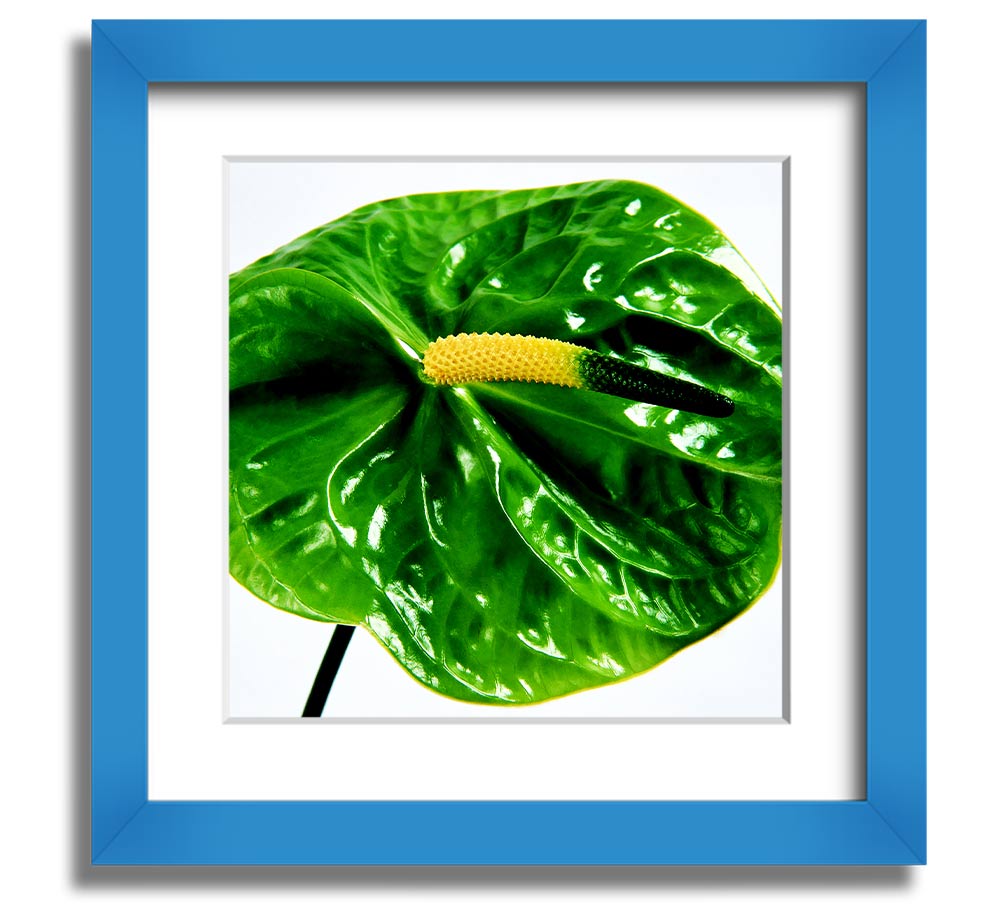 A vibrant Anthurium flower print in a square frame, showcasing its unique shape and colors, ready to hang.