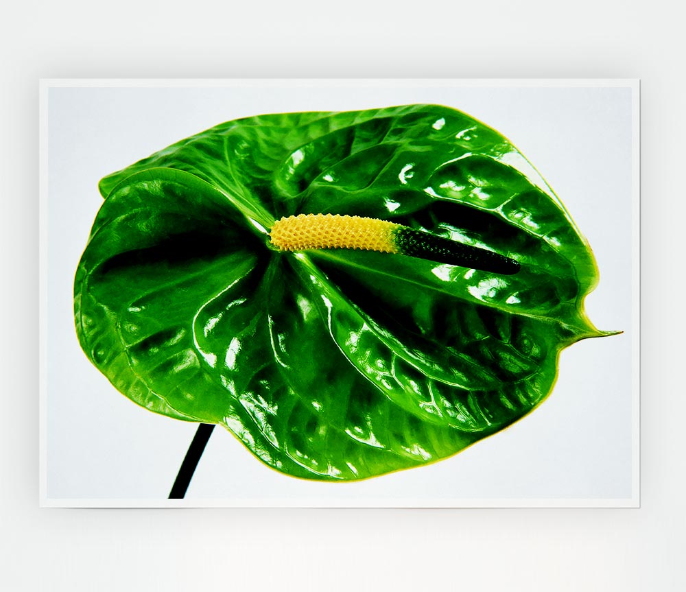 Anthurium Flower poster printed on high-quality canvas, showcasing vibrant colors and intricate details.