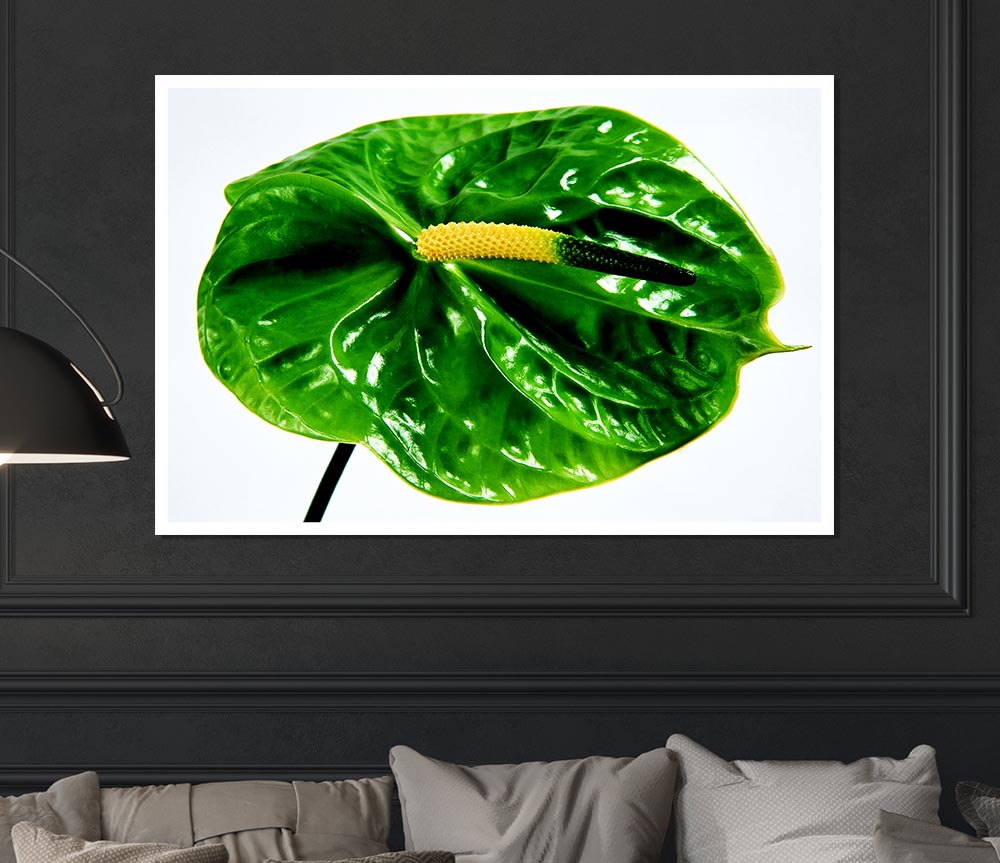 Anthurium Flower poster printed on high-quality canvas, showcasing vibrant colors and intricate details.