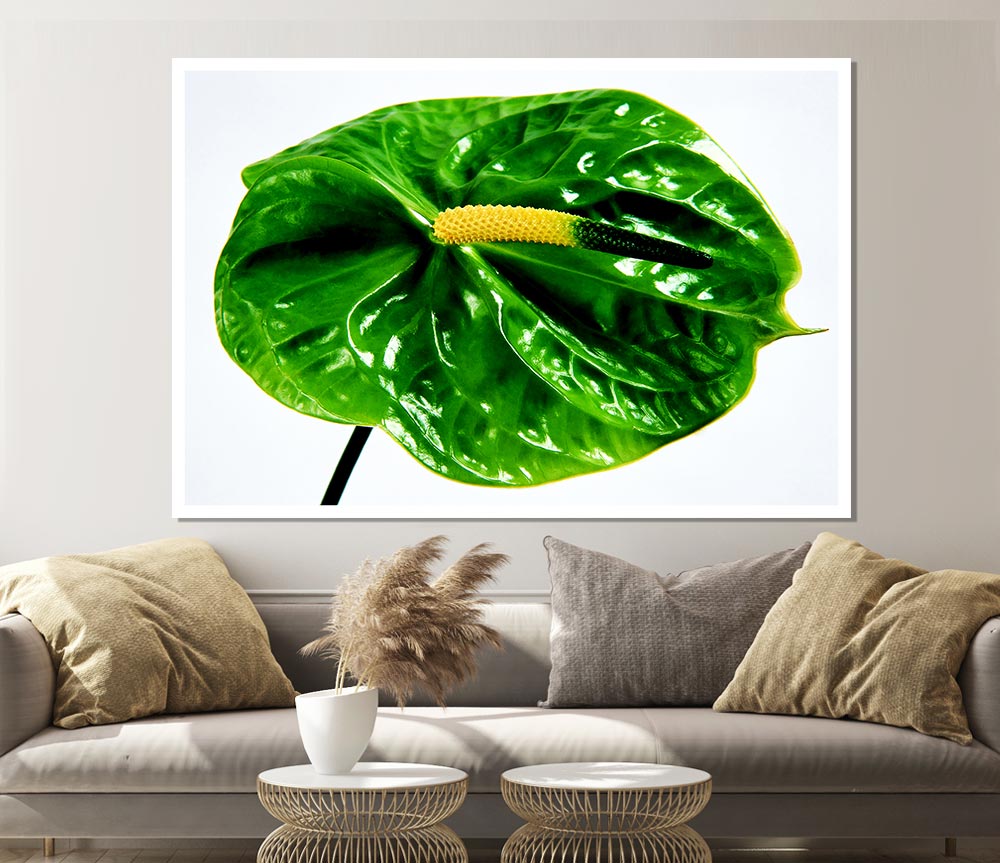 Anthurium Flower poster printed on high-quality canvas, showcasing vibrant colors and intricate details.