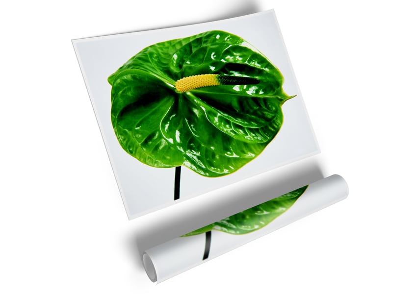 Anthurium Flower poster printed on high-quality canvas, showcasing vibrant colors and intricate details.