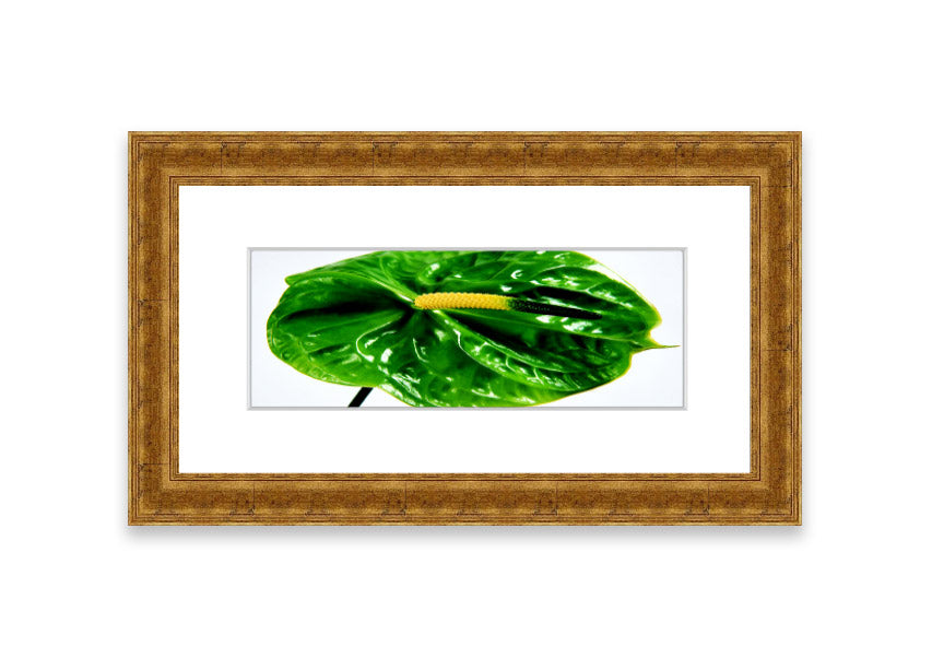 A beautifully framed Anthurium Flower print showcasing vibrant colors and glossy leaves, ready to hang.