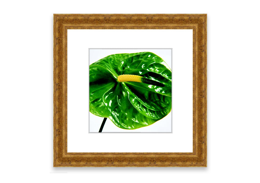 A beautifully framed Anthurium Flower print showcasing vibrant colors and glossy leaves, ready to hang.