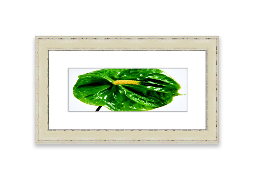 A beautifully framed Anthurium Flower print showcasing vibrant colors and glossy leaves, ready to hang.