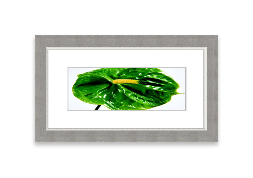 A beautifully framed Anthurium Flower print showcasing vibrant colors and glossy leaves, ready to hang.