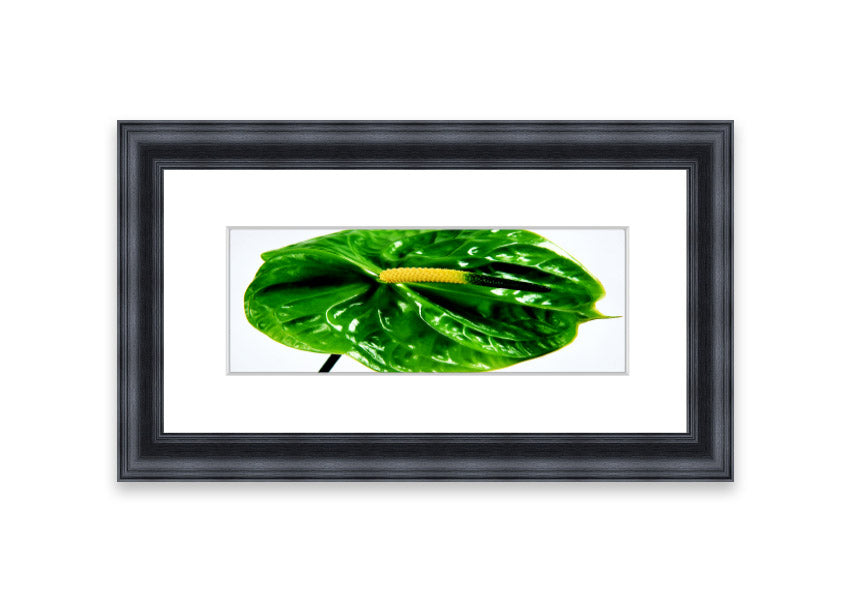 A beautifully framed Anthurium Flower print showcasing vibrant colors and glossy leaves, ready to hang.