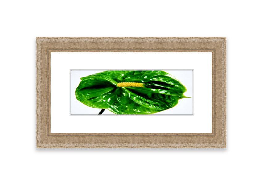 A beautifully framed Anthurium Flower print showcasing vibrant colors and glossy leaves, ready to hang.