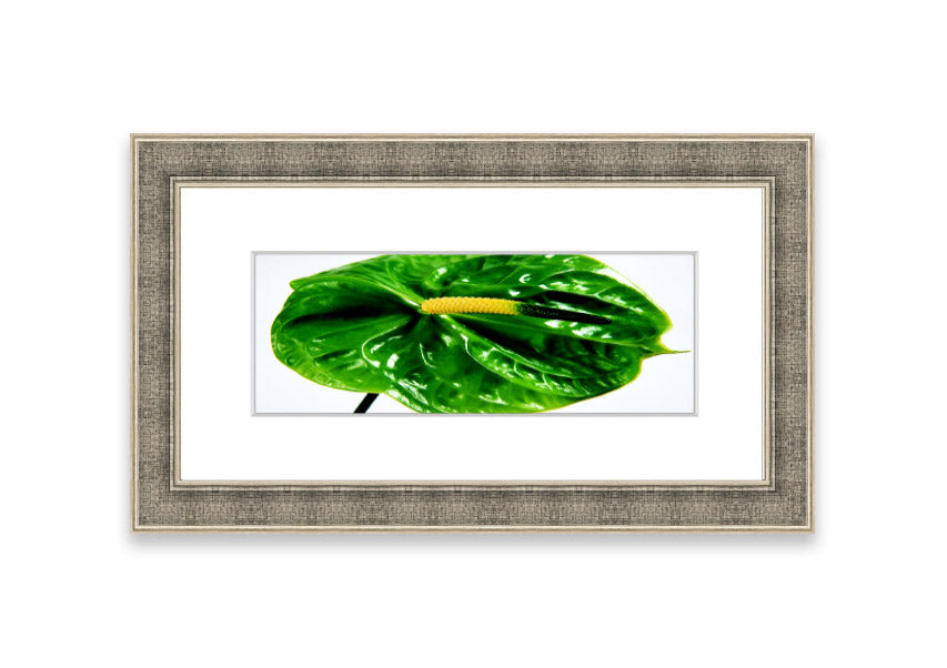 A beautifully framed Anthurium Flower print showcasing vibrant colors and glossy leaves, ready to hang.