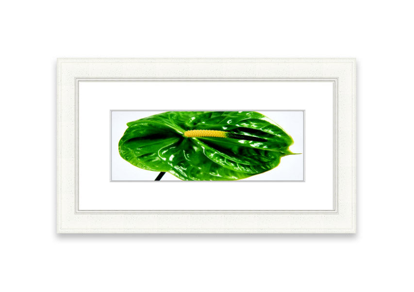 A beautifully framed Anthurium Flower print showcasing vibrant colors and glossy leaves, ready to hang.