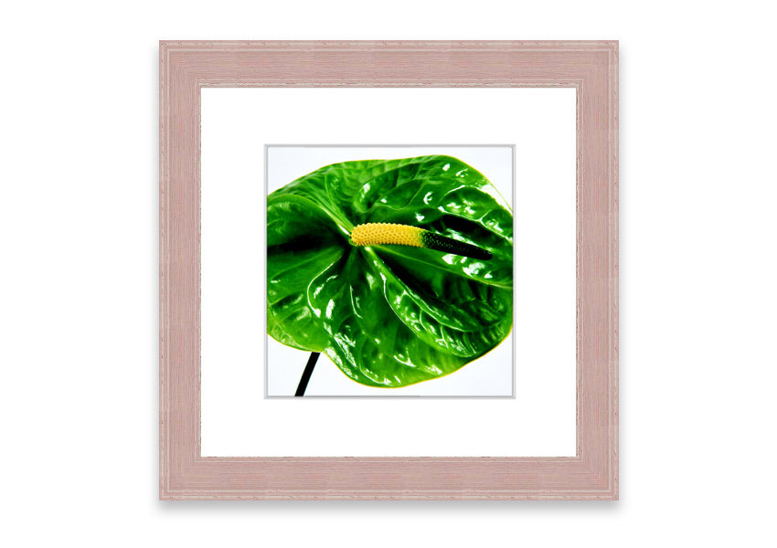 A beautifully framed Anthurium Flower print showcasing vibrant colors and glossy leaves, ready to hang.