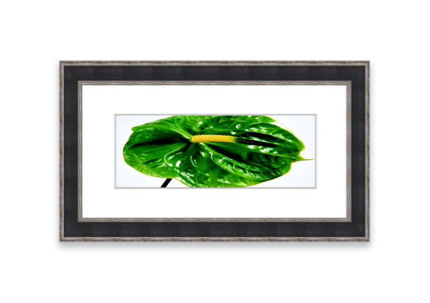 A beautifully framed Anthurium Flower print showcasing vibrant colors and glossy leaves, ready to hang.