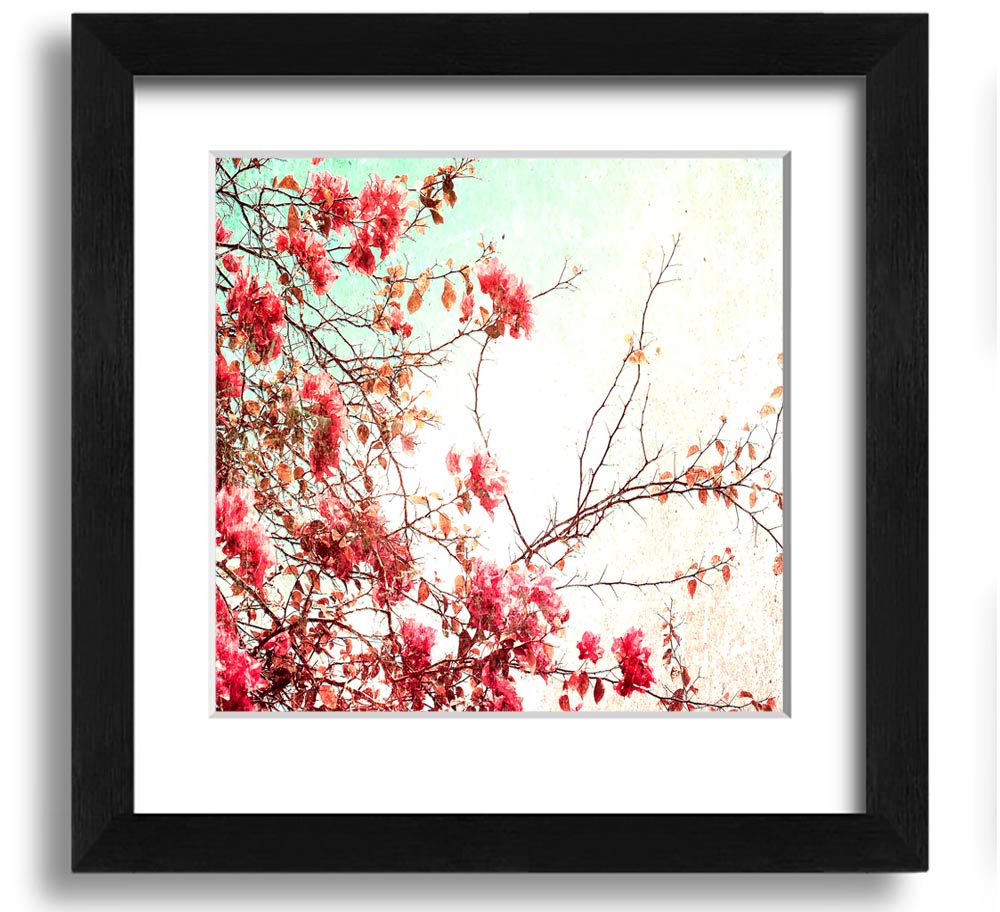 Antique Cherry Blossom Square Framed Print showcasing delicate cherry blossoms in a stylish frame.