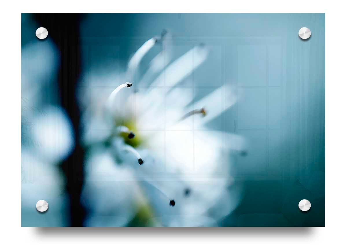 A vibrant Apple Blossom acrylic print showcasing beautiful floral design on 5mm thick acrylic glass, ready to hang.