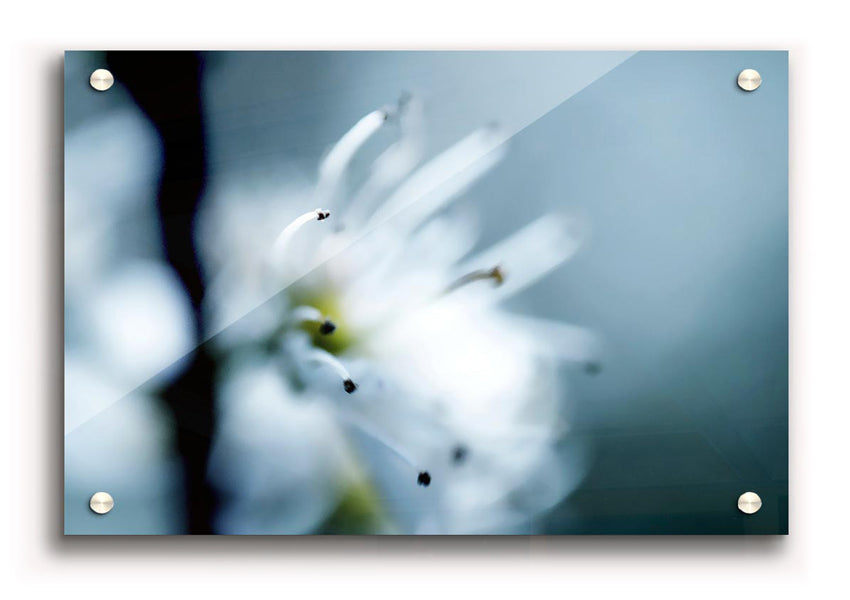 A vibrant Apple Blossom acrylic print showcasing beautiful floral design on 5mm thick acrylic glass, ready to hang.