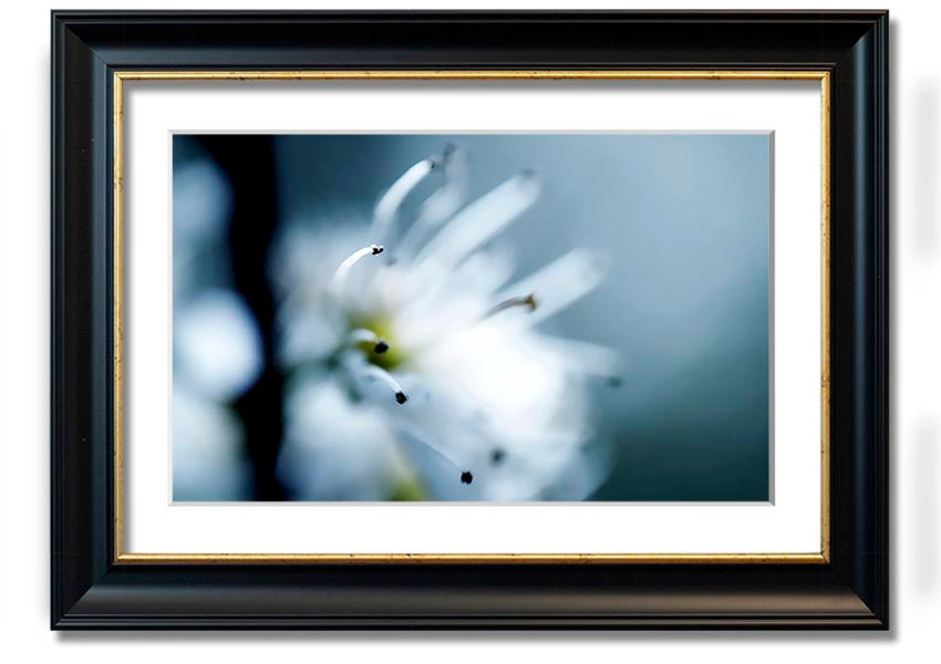 A beautifully framed print of apple blossoms, showcasing delicate flowers in soft colors, ready to hang on a wall.