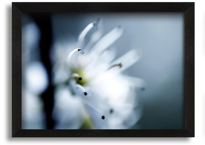 A beautifully framed print of apple blossoms, showcasing delicate flowers in soft colors, ready to hang on a wall.