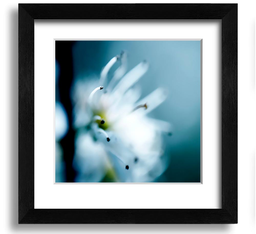 A beautifully framed square print of delicate apple blossoms, showcasing soft colors and intricate details, ready to hang.