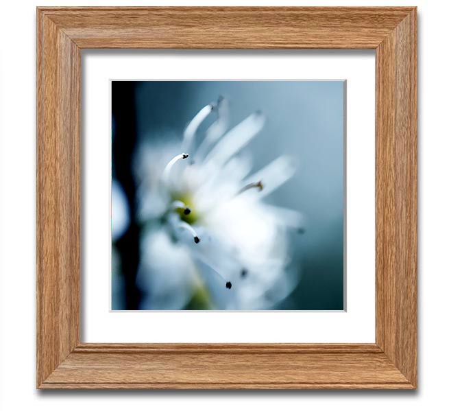 A beautifully framed square print of delicate apple blossoms, showcasing soft colors and intricate details, ready to hang.