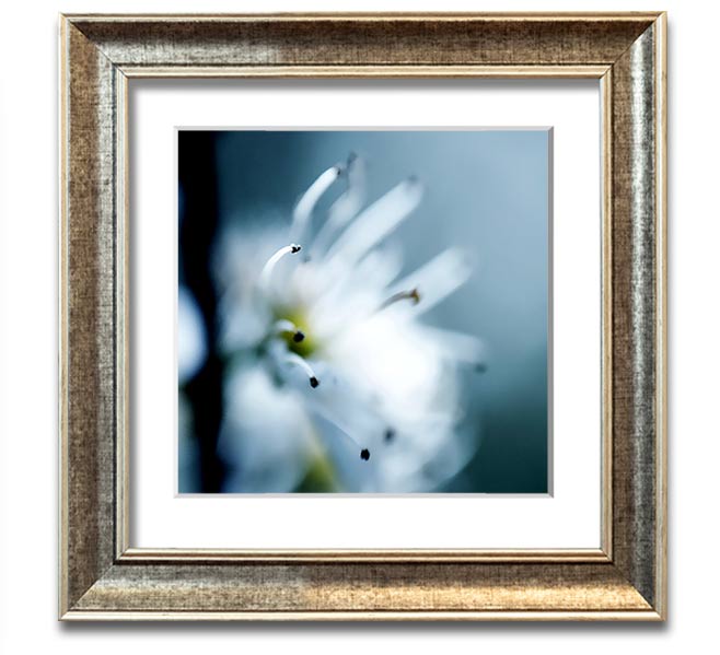 A beautifully framed square print of delicate apple blossoms, showcasing soft colors and intricate details, ready to hang.