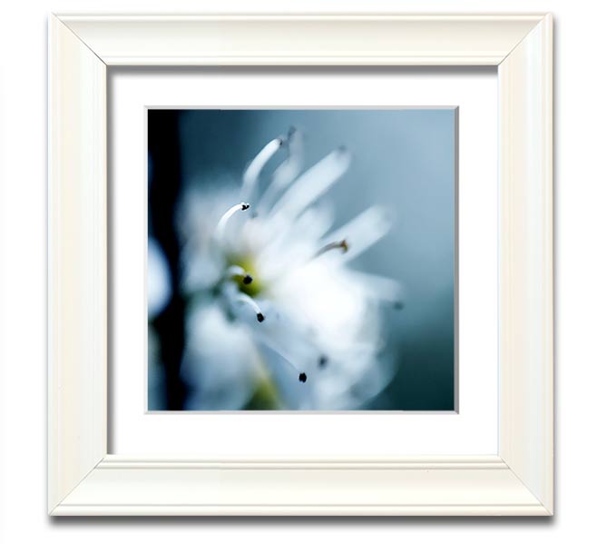 A beautifully framed square print of delicate apple blossoms, showcasing soft colors and intricate details, ready to hang.