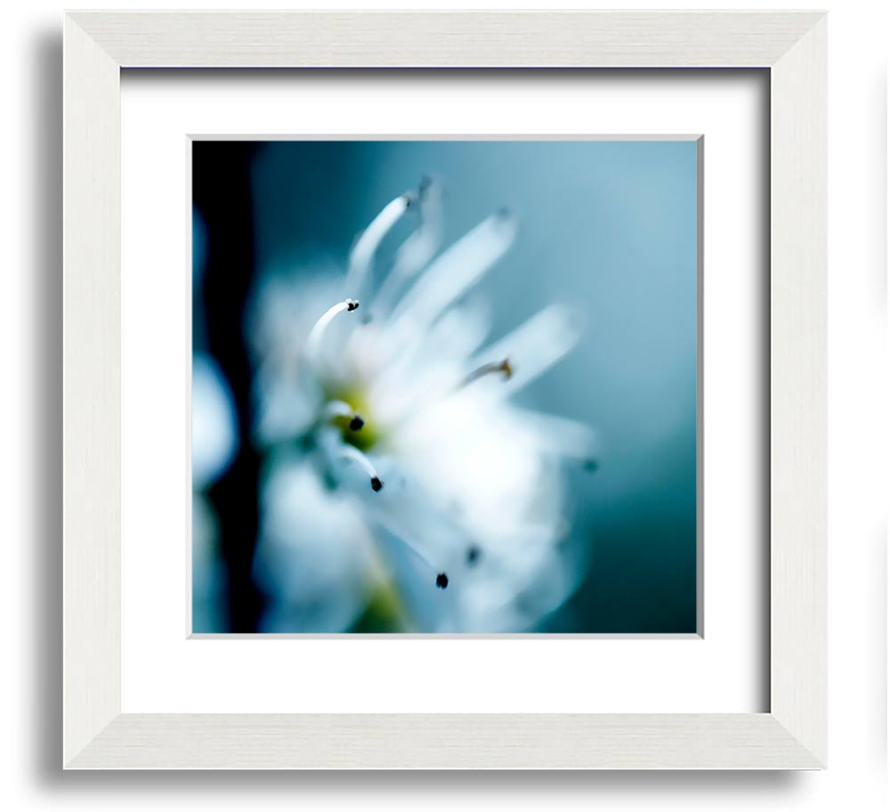 A beautifully framed square print of delicate apple blossoms, showcasing soft colors and intricate details, ready to hang.