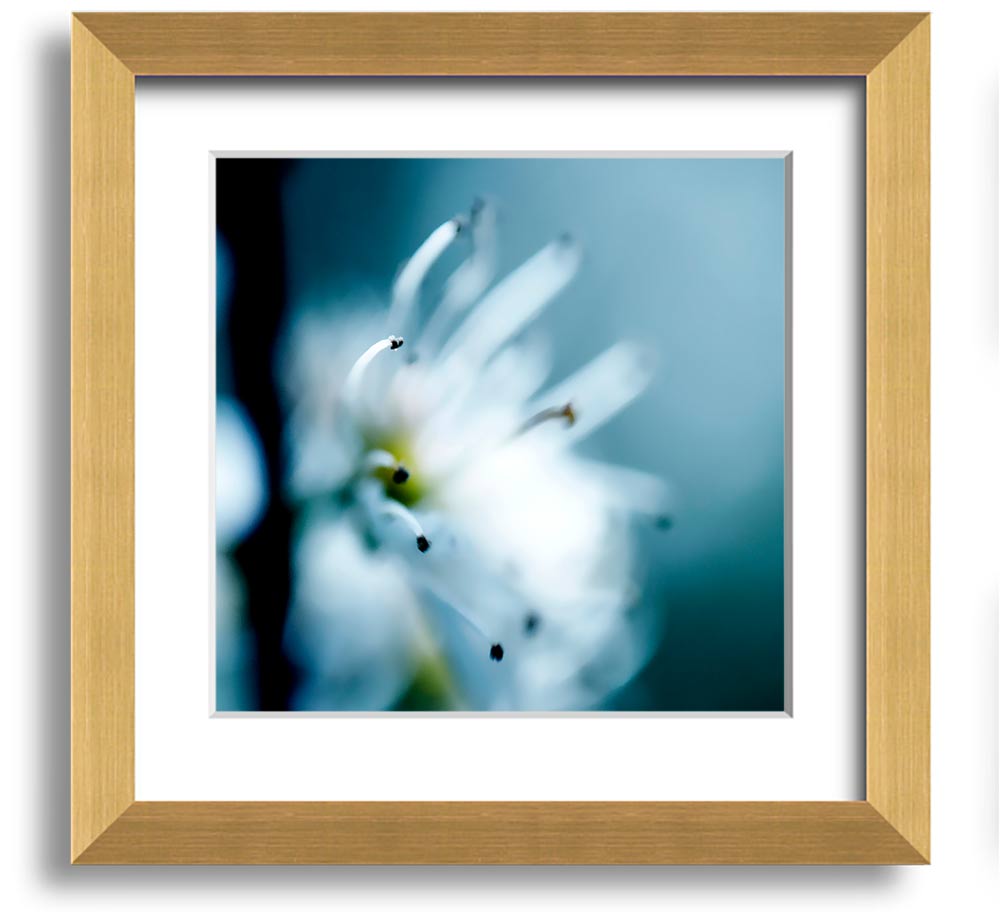 A beautifully framed square print of delicate apple blossoms, showcasing soft colors and intricate details, ready to hang.