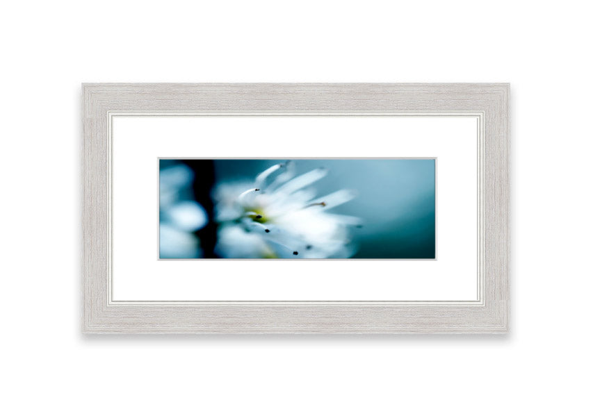 A beautifully framed print of apple blossoms, showcasing delicate pink flowers against a soft background, available in various frame colors.