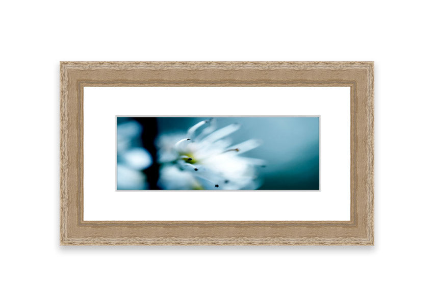 A beautifully framed print of apple blossoms, showcasing delicate pink flowers against a soft background, available in various frame colors.