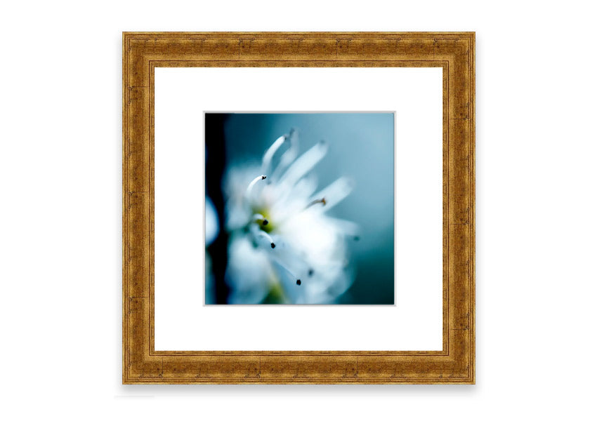 A beautifully framed print of apple blossoms, showcasing delicate pink flowers against a soft background, available in various frame colors.