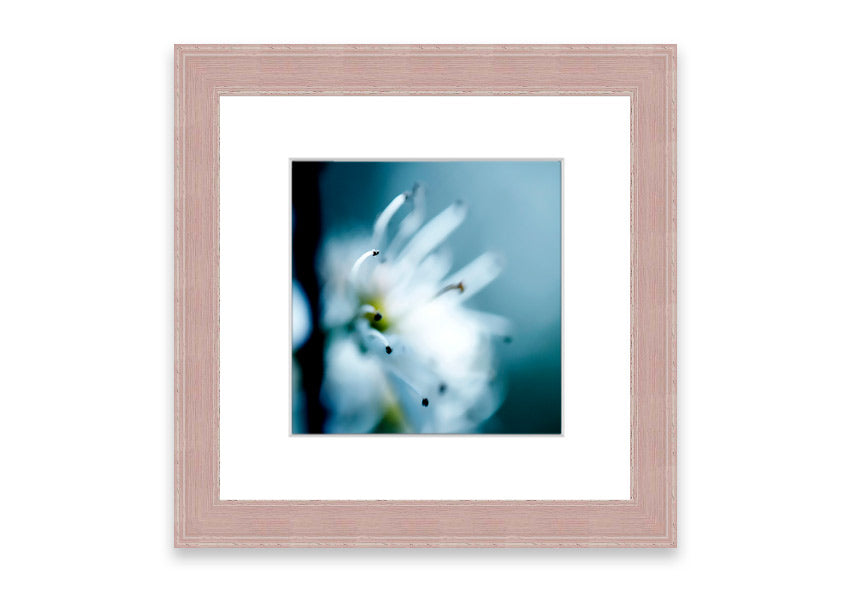 A beautifully framed print of apple blossoms, showcasing delicate pink flowers against a soft background, available in various frame colors.