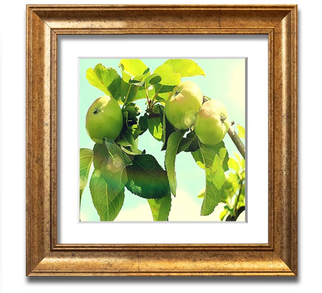 A beautifully framed square print of an apple tree, showcasing vibrant colors and intricate details, ready to hang on the wall.