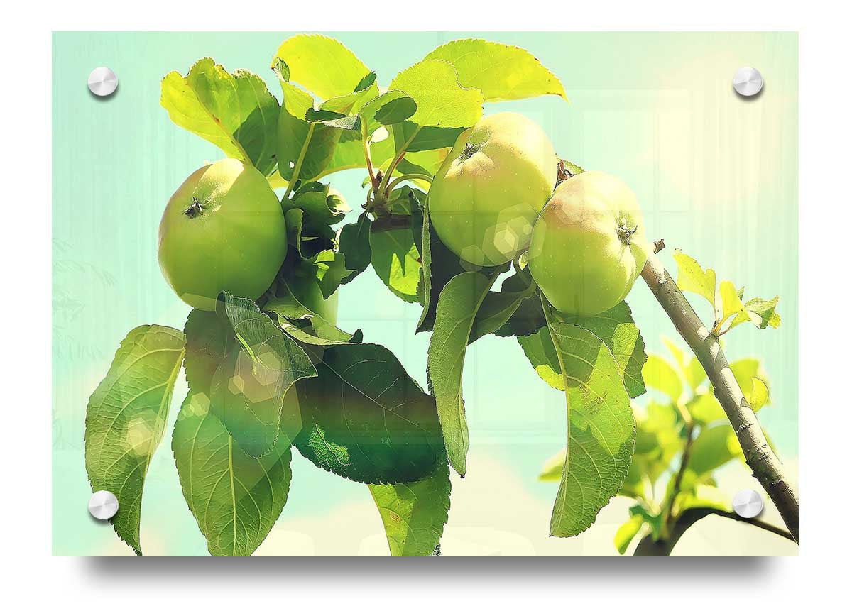 Vibrant Apple Tree 3 acrylic print on 5mm thick acrylic glass, showcasing colorful tree design.