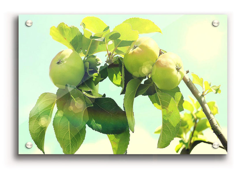 Vibrant Apple Tree 3 acrylic print on 5mm thick acrylic glass, showcasing colorful tree design.