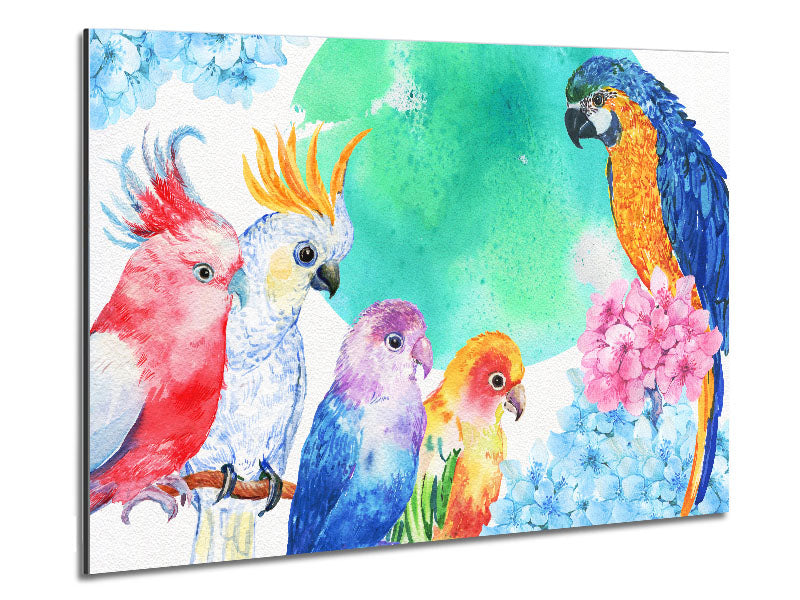 A vibrant array of watercolour parrots printed on brushed aluminium dibond, showcasing colorful and detailed bird illustrations.