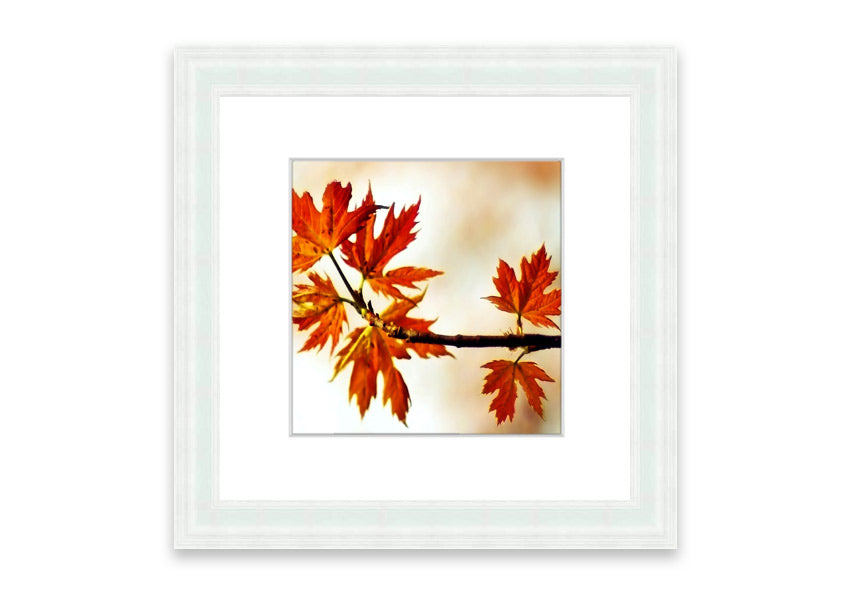 Arboreal Cornwall framed print showcasing a beautiful arboreal design, available in various frame colors.